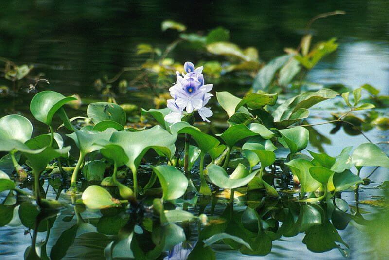 water-hyacinth